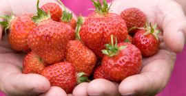 Ще продавам пресни, пълнички ягоди, отглеждани биологично. PLN 6