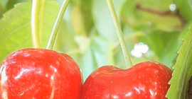 Ich lade Sie zur Zusammenarbeit ein. Großhandel mit Süßkirschen.