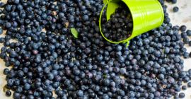 Szia. Bogyókat vásárolunk - Podlasie, Mazowieckie, Łódzkie, Kujawsko -