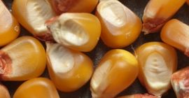 Продајем стаклени кукуруз - 160 тона кукуруза за продају