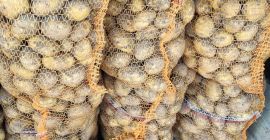 Я продам новый картофель. 15 кг мешок около 350