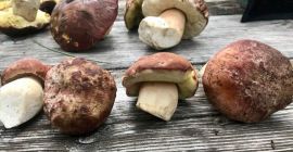 Vendiamo porcini, finferli e champignon sia in forma fresca