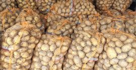 We sell Fresh quality GRAPES contact us directly via