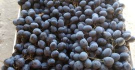 Vindem KIWI proaspăt de calitate contactează-ne direct prin e-mail