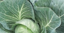 Продам молодую капусту без гербицидов