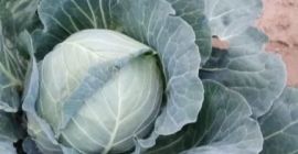 I am selling white cabbage