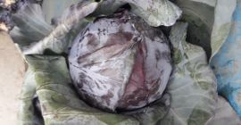 I will sell red cabbage, pieces, weight.