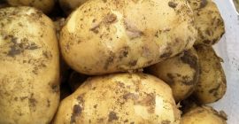 Кромпир за продају директно од произвођача, разне сорте.