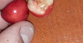 Orchard of 30 trees 100% Natural Urgent Details on