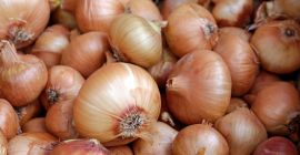 имамо свежу бербу црвеног и жутог лука, калибар: 55+