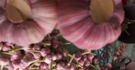 Мы продаем первоклассный чеснок из Египта в различных количествах