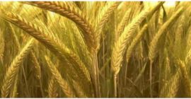 Ich werde Triticale 12 Tonnen PLN 600 und Gerste