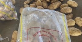 Продајемо првокласни кромпир из Египта са различитим количинама у