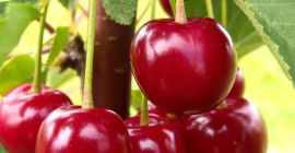 Nadwiślanka Cherry EKO Combined fruit Ask about Transport or