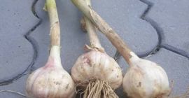 Здраво, продаћу свеже ископани ПОЉСКИ ХАРНАС бели лук. Пречник