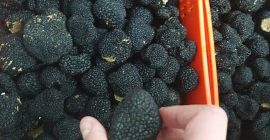 Hello, we have fresh spanish summer truffles for sale.