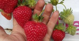 Здравейте, продавам ягодов десертен сорт SanAndreas на едро в