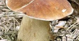 I sell fresh porcini mushrooms daily, from 100kg. If