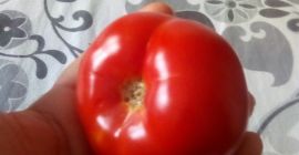 Продајем парадајз соларијум