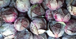 Varza rosie de vanzare, curata ,calitate românească. 1, 8,