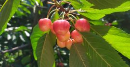 Ich werde weiße Kirschen verkaufen. Tel. 605 595 607