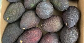 Avocado HASS for sale retail / wholesale. Possible delivery