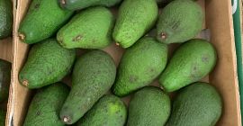 Avocados Zielone for sale retail / wholesale. Possible delivery