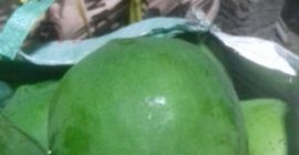 I want to selling fresh papaya from INDIA. contact