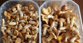 I will sell fresh mushrooms at the moment. It