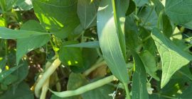 Ileana grüne Bohnen rumänisches Produkt