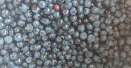 Caut un beneficiar pentru o pădure de pădure. Preț