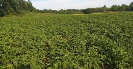 Ще продавам нови екологични картофи (сертификат), лорд и сорт