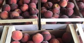 Red Heaven 67+ piersici și Big Top 67+ nectarine.
