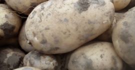 I am selling white and red potatoes, they offer