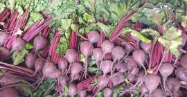Здраво. Црвена цвекла на продају.