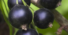 Здраво, продаћу - ручно убрано - црну рибизлу. Црна