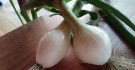 Hello. I will sell young sugar onions, tons of