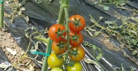 sell tomatoes (tomatoes) variety crystal f1, variable quantities ...
