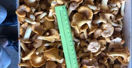 Frische Pfifferlinge aus Weißrussland zu verkaufen. 5-7 Tonnen. 723
