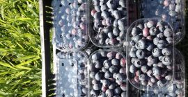Продаћу боровнице свеже убрано воће. Плантажа од 11 ха.