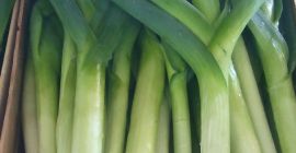 Junge Lauchsorte Lincoln und Columbus.