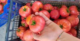 Tomatoes / quality - quality I - Green beans