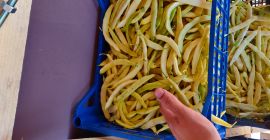 Tomatoes / quality - quality I - Green beans