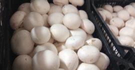 Jó napot, hölgyeim és uraim! 3 kg-os fehér gomba