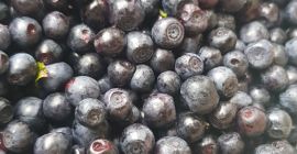 Ich muss frische Beeren anbieten. Beliebige Menge Möglichkeit der