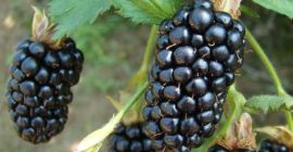 Продам Blackberry, большое количество, три сорта, длительное сотрудничество.