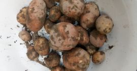 Продајем кромпир, сорту винета.ирга.беллероса