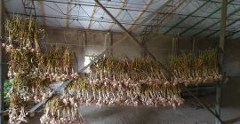 Доброе утро, я буду продавать польский чеснок прямо с