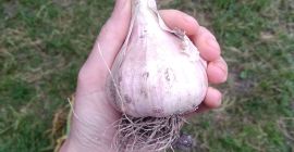 Harnaś чеснок для продажи. Доступное количество: 5000