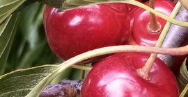 Ich werde Regina-Kirschen verkaufen, süß, hart